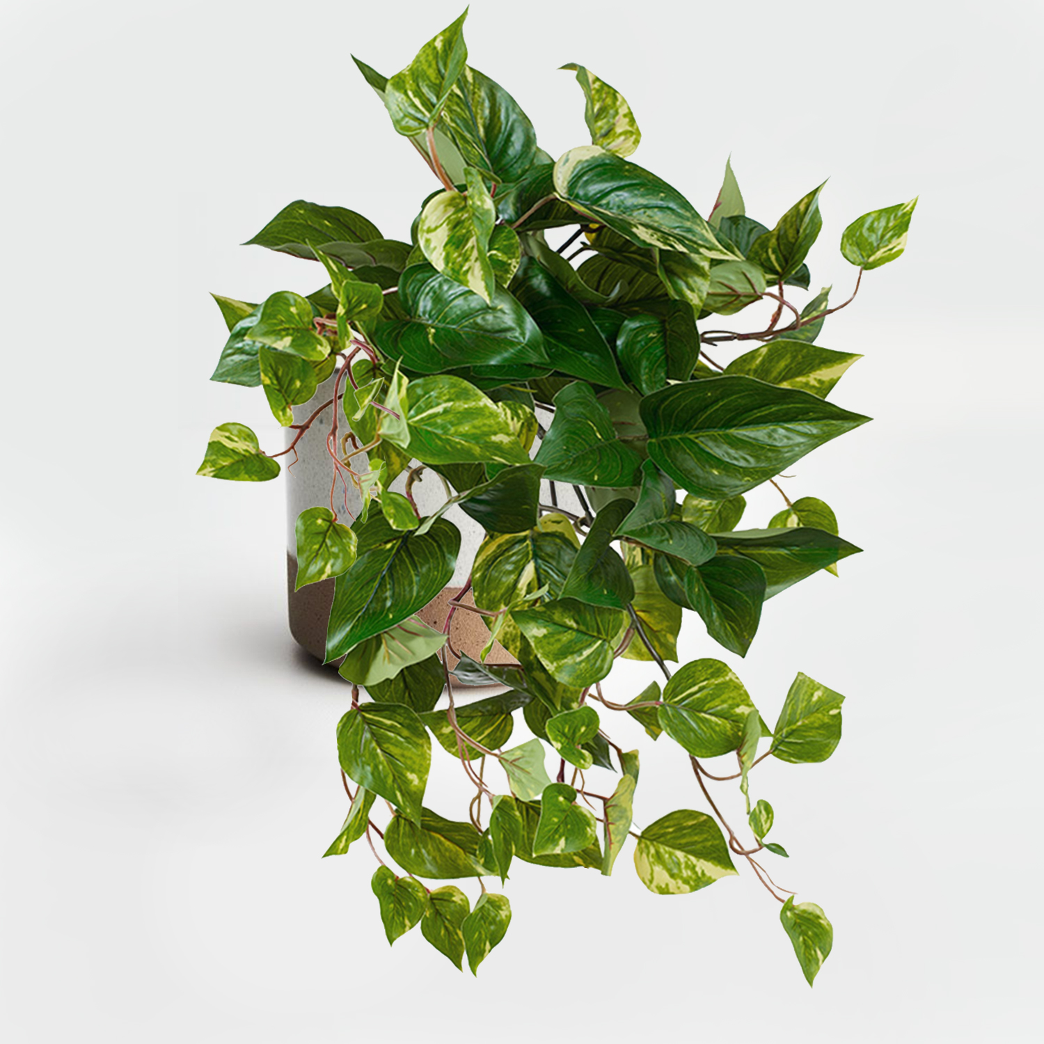 Pothos Variegated Bush with Two tone pot