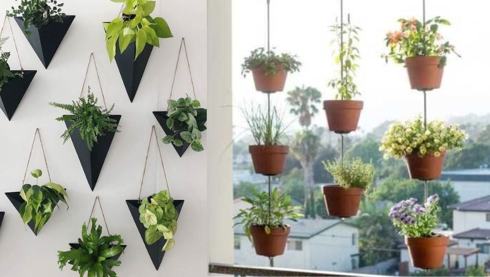 evergreen minimalist outdoor living hanging  plants