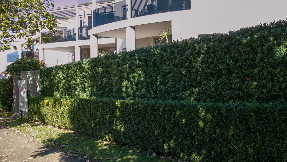 evergreen walls premium green wall strata